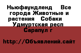 Ньюфаундленд  - Все города Животные и растения » Собаки   . Удмуртская респ.,Сарапул г.